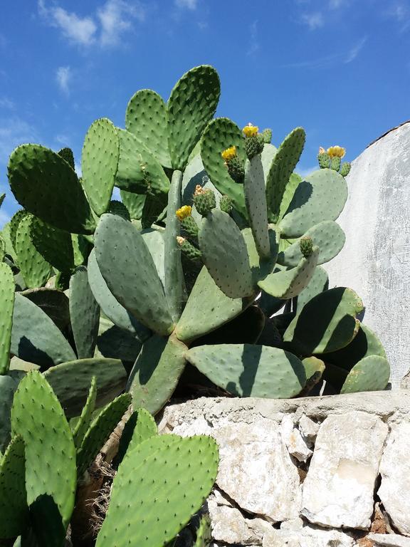 Il Melograno Bed & Breakfast Ceglie Messapica Exterior photo
